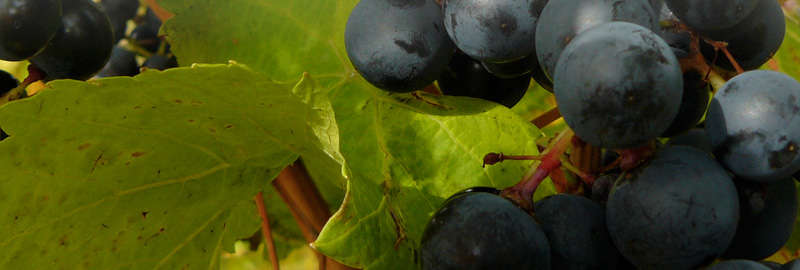 Notre passion, votre plaisir.